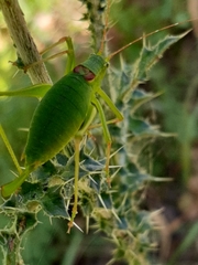 Leptophyes laticauda