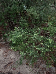 Styphelia margarodes