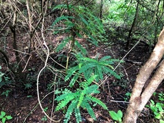 Sophora fraseri