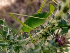 Leptophyes laticauda
