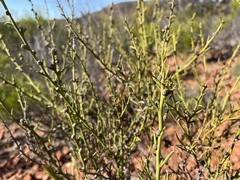 Acacia continua