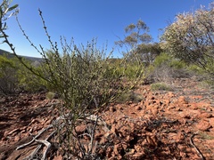 Acacia continua