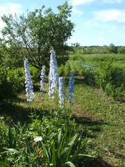 Delphinium cultorum