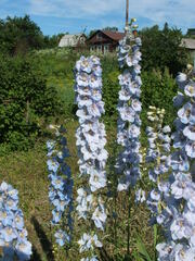 Delphinium cultorum