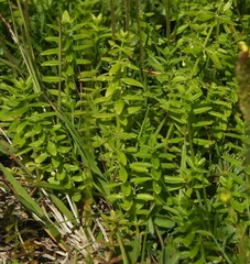 Cruciata glabra