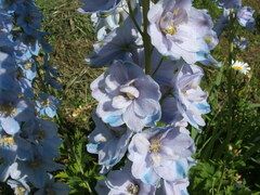 Delphinium cultorum