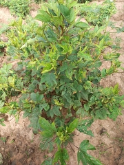 Amaranthus