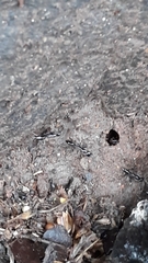 Leptogenys diminuta