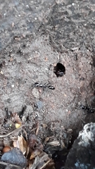 Leptogenys diminuta