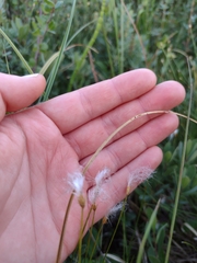 Trichophorum alpinum