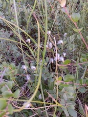 Trichophorum alpinum