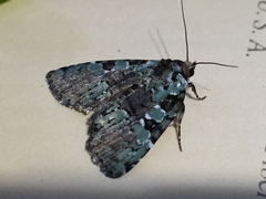 Leuconycta lepidula