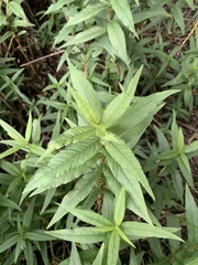 Lysimachia thyrsiflora