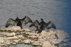 Phalacrocorax carbo