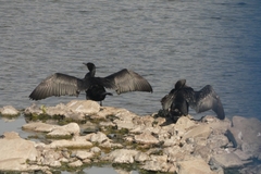 Phalacrocorax carbo