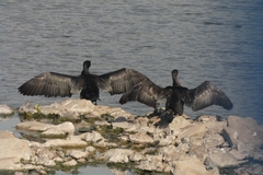 Phalacrocorax carbo