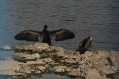 Phalacrocorax carbo