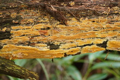 Incrustoporiaceae