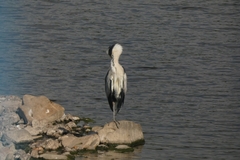 Ardea cinerea