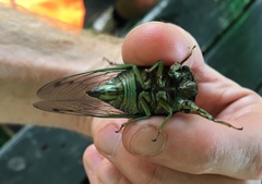 Neotibicen tibicen tibicen