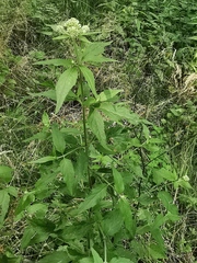 Eupatorium cannabinum