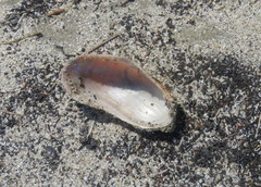 Modiolus americanus