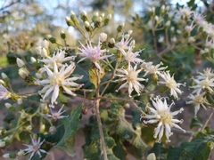 Gymnanthemum amygdalinum