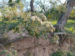 Gymnanthemum amygdalinum