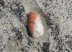 Modiolus americanus