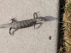 Elgaria multicarinata