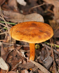 Cortinarius abnormis