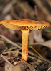 Cortinarius abnormis