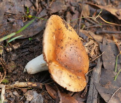 Russula neerimea