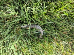 Elgaria multicarinata