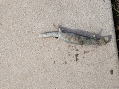 Elgaria multicarinata