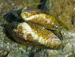 Alasmidonta marginata