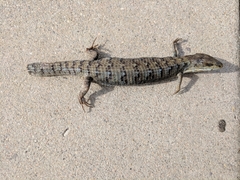 Elgaria multicarinata