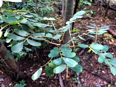 Senna gaudichaudii