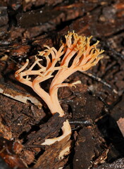 Ramaria anziana
