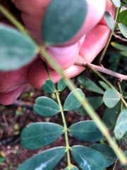 Senna gaudichaudii