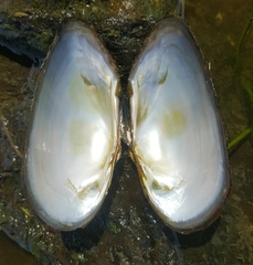 Alasmidonta marginata