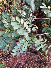 Senna gaudichaudii