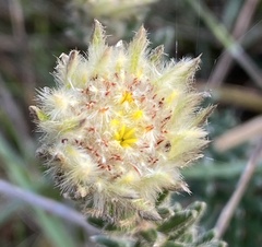 Phylica lucida