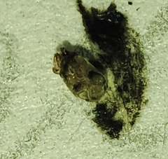 Acari