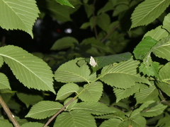 Lepidoptera