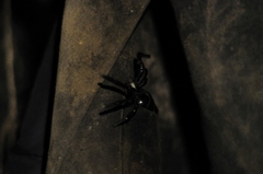 Araneae