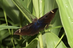 Erebus hieroglyphica