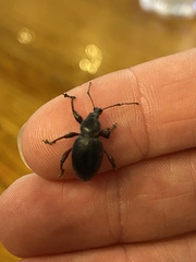 Otiorhynchus clavipes