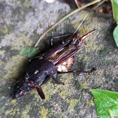 Aegosoma scabricorne