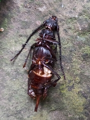 Aegosoma scabricorne